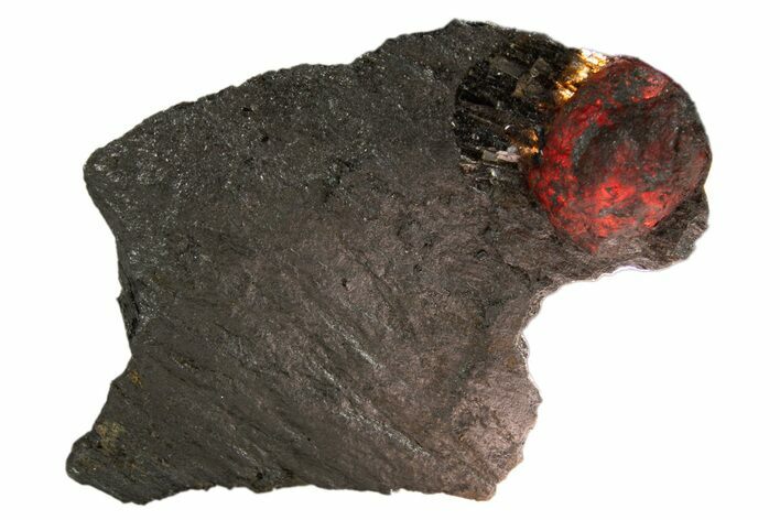 Red Embers Garnet in Graphite - Massachusetts #313434